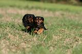 CAVALIER KING CHARLES 707